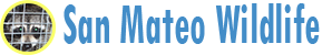 San Mateo Wildlife